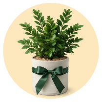 Plants