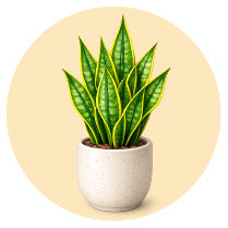 Snake Plants Singapore