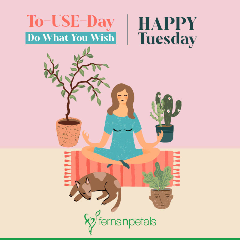 Tuesday Morning Wishes - Wish Morning