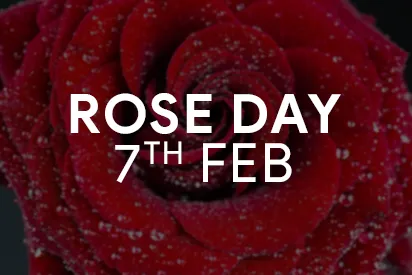 Rose Day Gifts