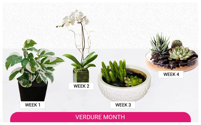 indoor plants delivery subscription