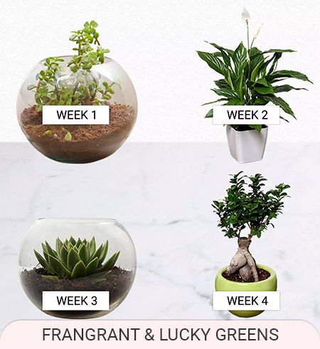 indoor plants delivery weekly