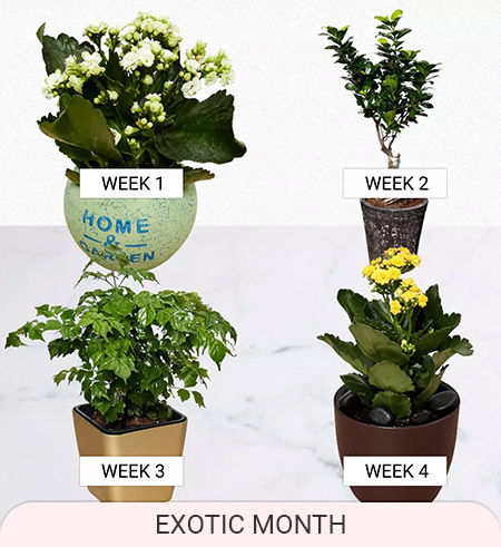 plants delivery subscription