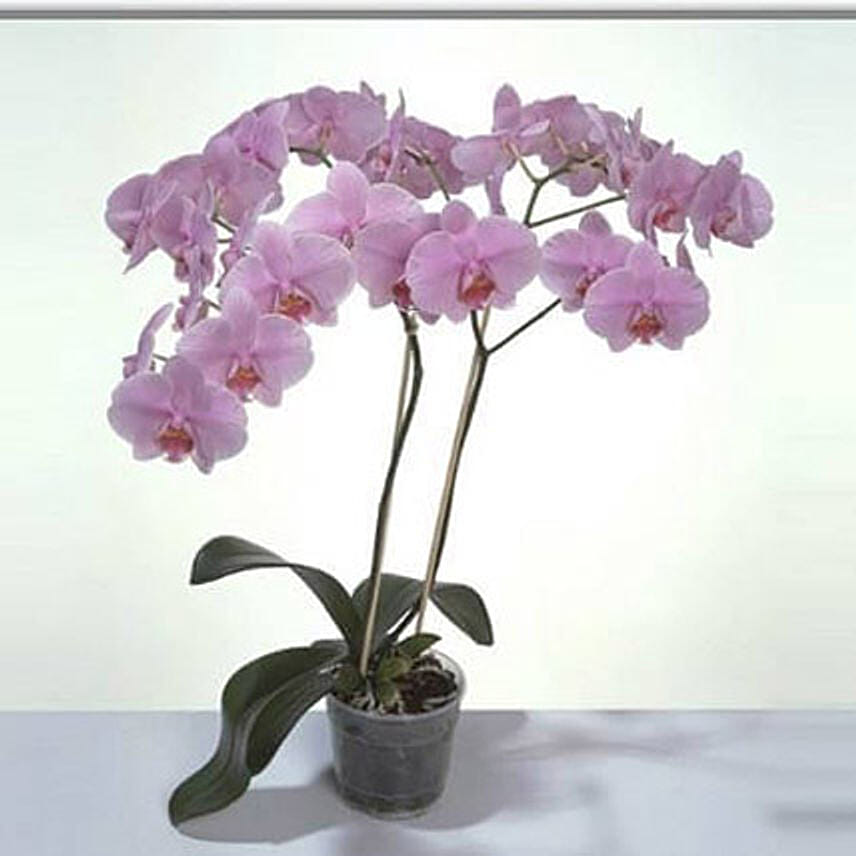 Pink Phalaenopsis Orchid Plant BH