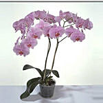 Pink Phalaenopsis Orchid Plant EG