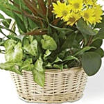 Basket Arrangement of Flowering Plants