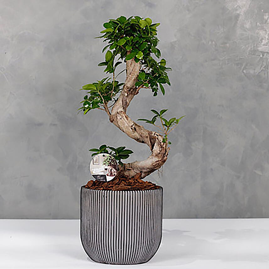 Bonsai Grey Planter