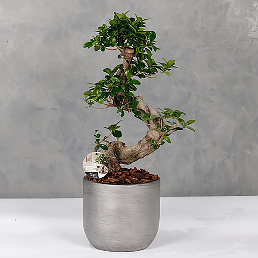 Bonsai Silver Planter