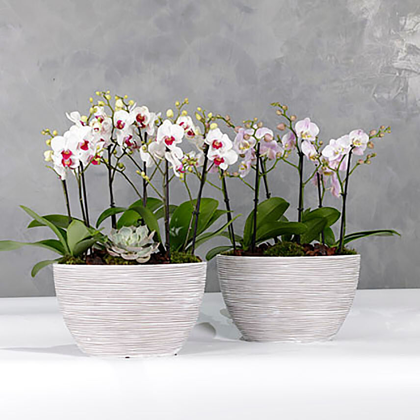 Duo Set Of Midi Multiflora Orchids