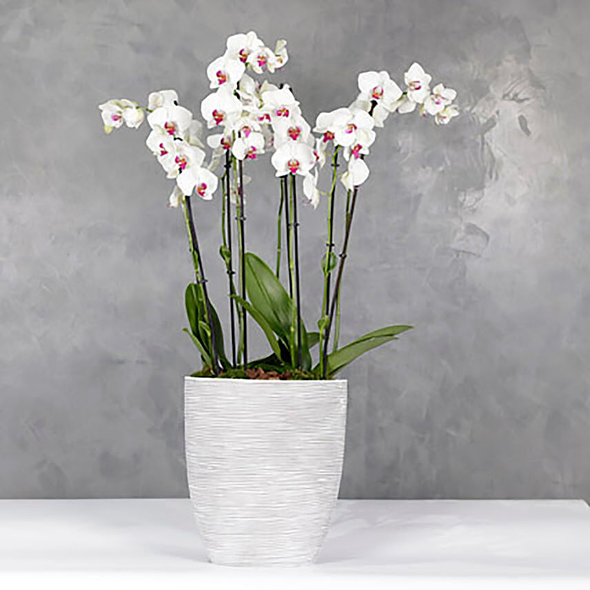 Oval Boat Vase With 6 Red Lips Orchids