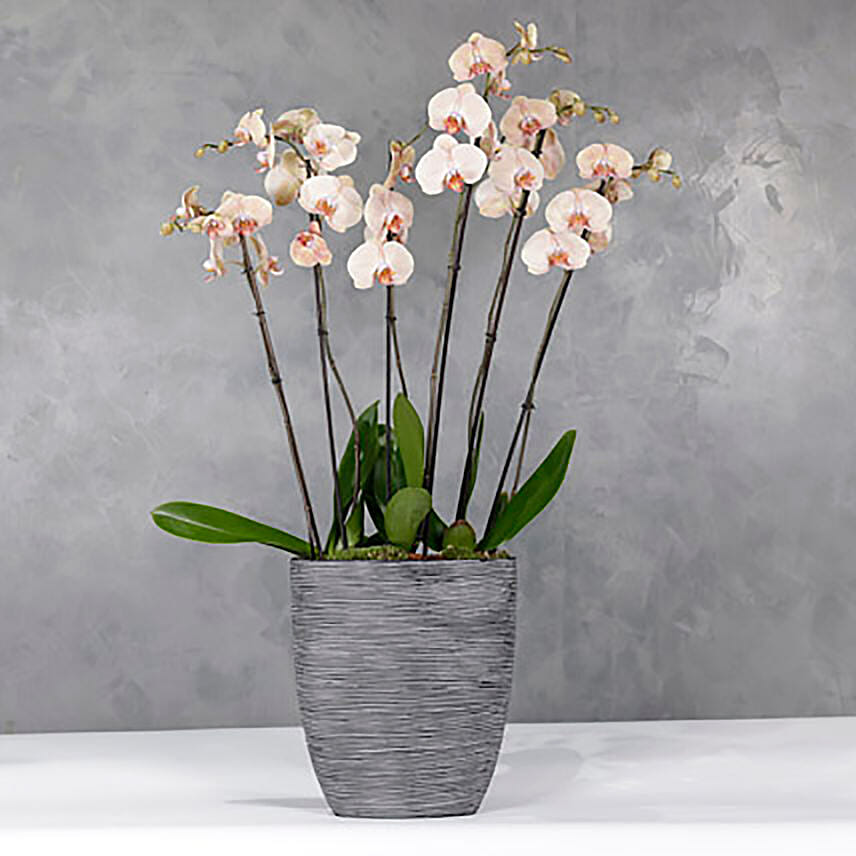 Peach Specia Orchids