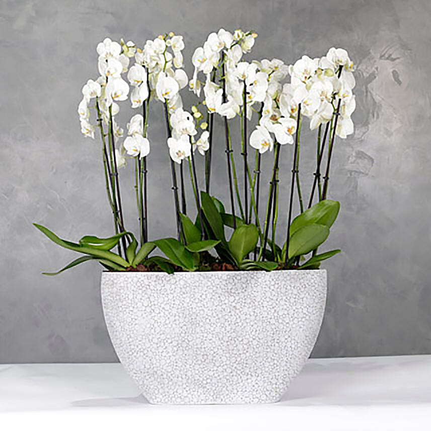 Polystone Capi Boatvase Filled With 12 Orchids