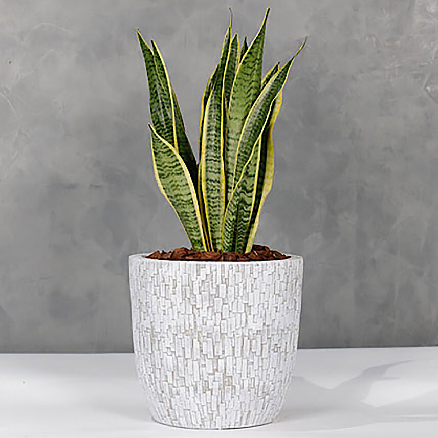 Sansevieria Plant Designer Vase