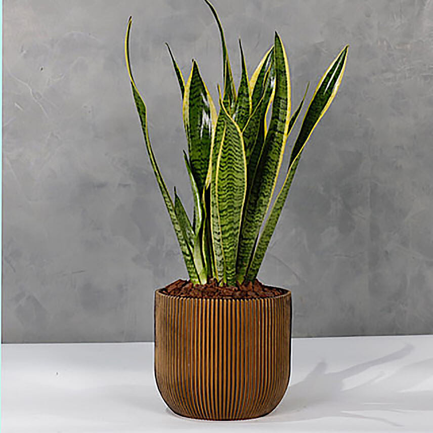 Sansevieria Plant Golden Vase