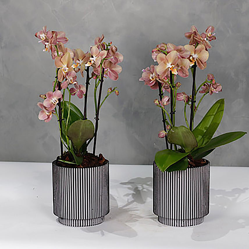 Set Of 2 Peach Orchids Plant Vases