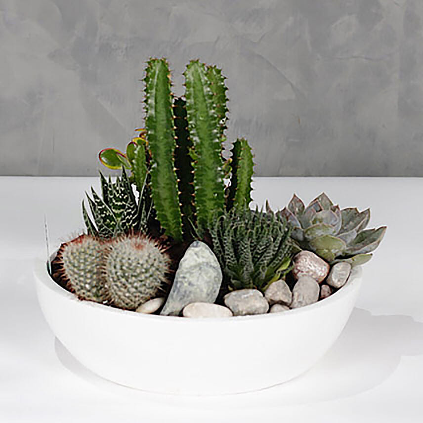 Succulent Garden White Planter