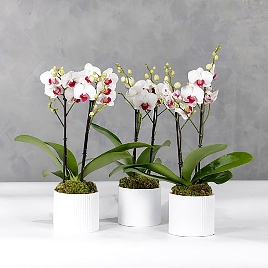 Trio Of Multiflora Orchids