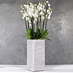 12 Orchidsticks In Polystone Pilar Vase