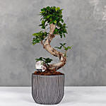 Bonsai Grey Planter