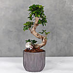 Bonsai Grey Planter