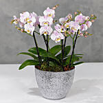 Light Pink Orchids Plant Vase