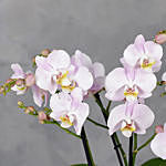 Light Pink Orchids Plant Vase