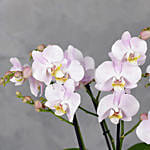 Light Pink Orchids Plant Vase