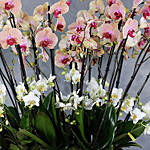 Orchids Plant Jumbo Vase