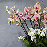 Orchids Plant Jumbo Vase