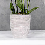 Oval Boat Vase With 6 Red Lips Orchids