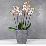 Peach Specia Orchids