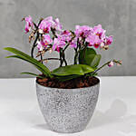 Pink Orchids Plant Vase