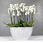 Polystone Capi Boatvase Filled With 12 Orchids