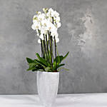 Polystone Capi Boatvase Filled With 12 Orchids