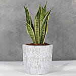 Sansevieria Plant Designer Vase