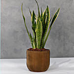 Sansevieria Plant Golden Vase