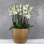 Serene Orchids Plant Jumbo Vase