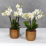 Set Of 2 Orchids Plants In Golden Vases