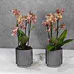 Set Of 2 Peach Orchids Plant Vases