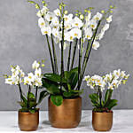 Set Of 3 Orchids Plants In Golden Vases