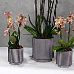 Set Of 3 Peach Orchids Plant Vases