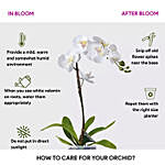 Special Peache Orchids In A Design Acrylick Groove Vase