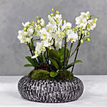 White Orchids Plant Acrylic Bowl