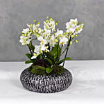 White Orchids Plant Acrylic Bowl