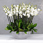 White Orchids Plant Vase