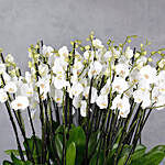 White Orchids Plant Vase