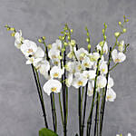 White Orchids Plant Vase