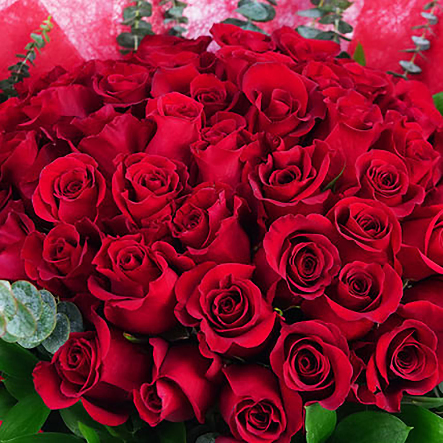 501 Red Roses 50 Red Roses Beauty Delivery in Singapore - FNP SG