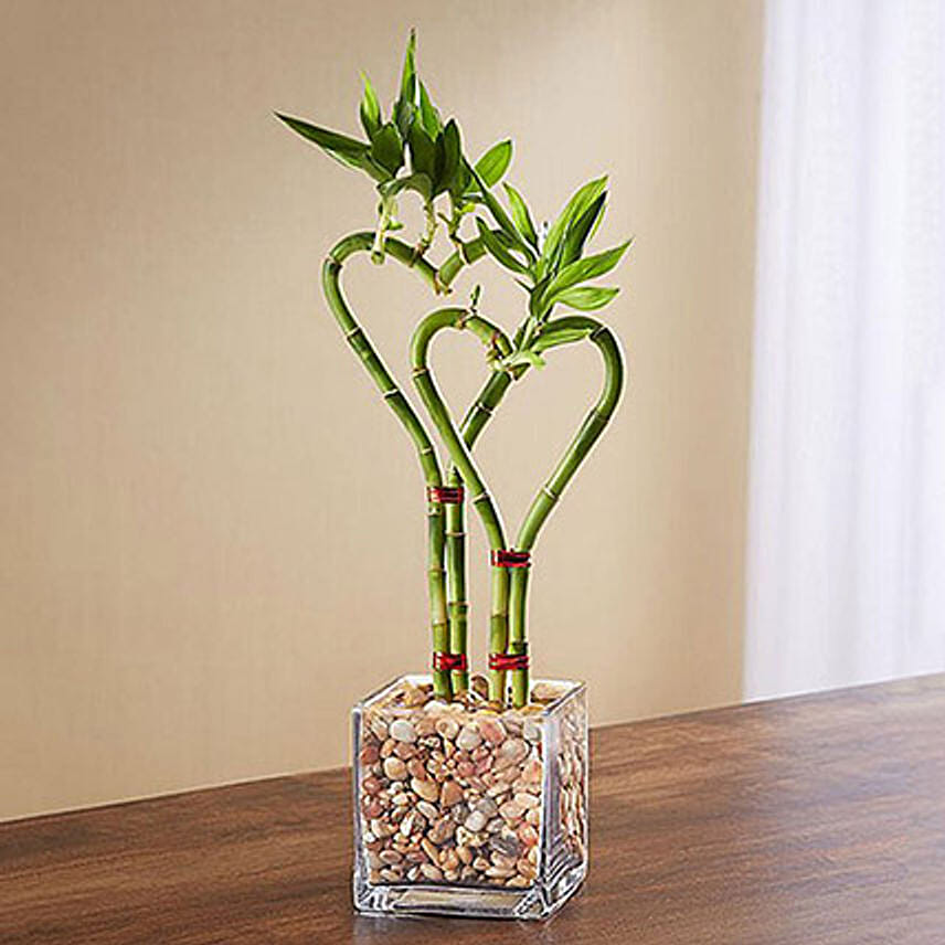 Heart Shaped Bamboo Plant In Glass Vase