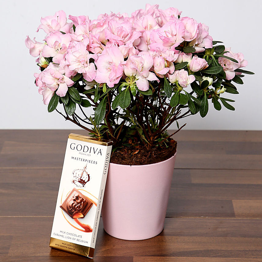Beautiful Pink Azalea Plant and Godiva Chocolate